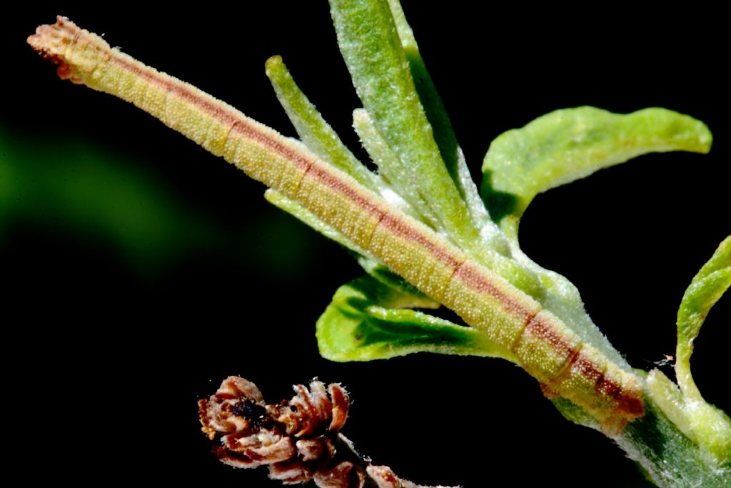 Determinazione bruco